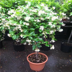 意大利浓香络石藤风车茉莉银丝茉莉花苗四季 四季 常青庭院爬藤植物