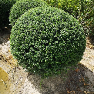 常青绿化风景树球型花镜植物小苗 龟甲冬青球树苗别墅庭院耐寒四季