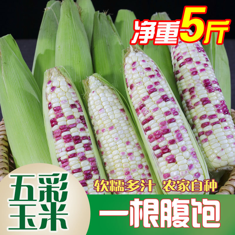 玉米新鲜糯玉米现摘现发农家花糯甜玉米苞谷粗粮玉米带壳包邮