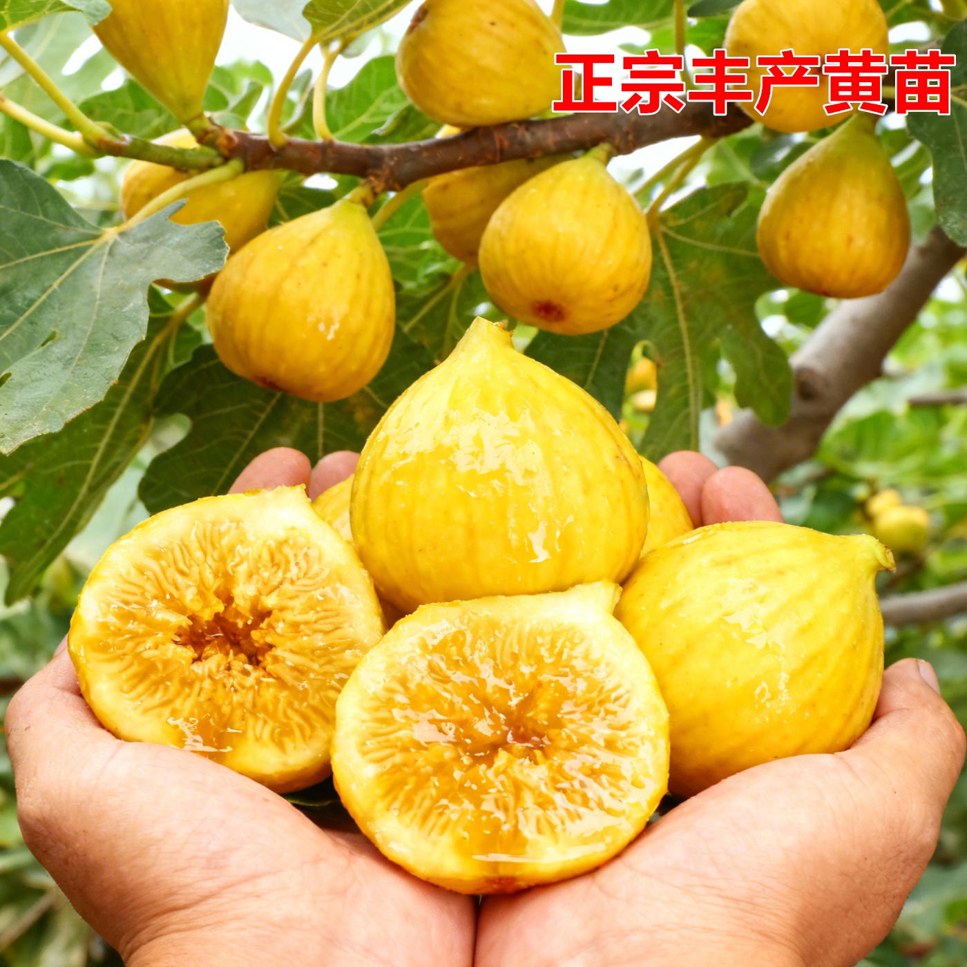丰产黄无花果苗当年结果特大