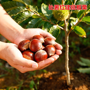 嫁接处暑红锥栗树苗建瓯锥栗苗粉面尖栗子苗南方北方种植当年结果