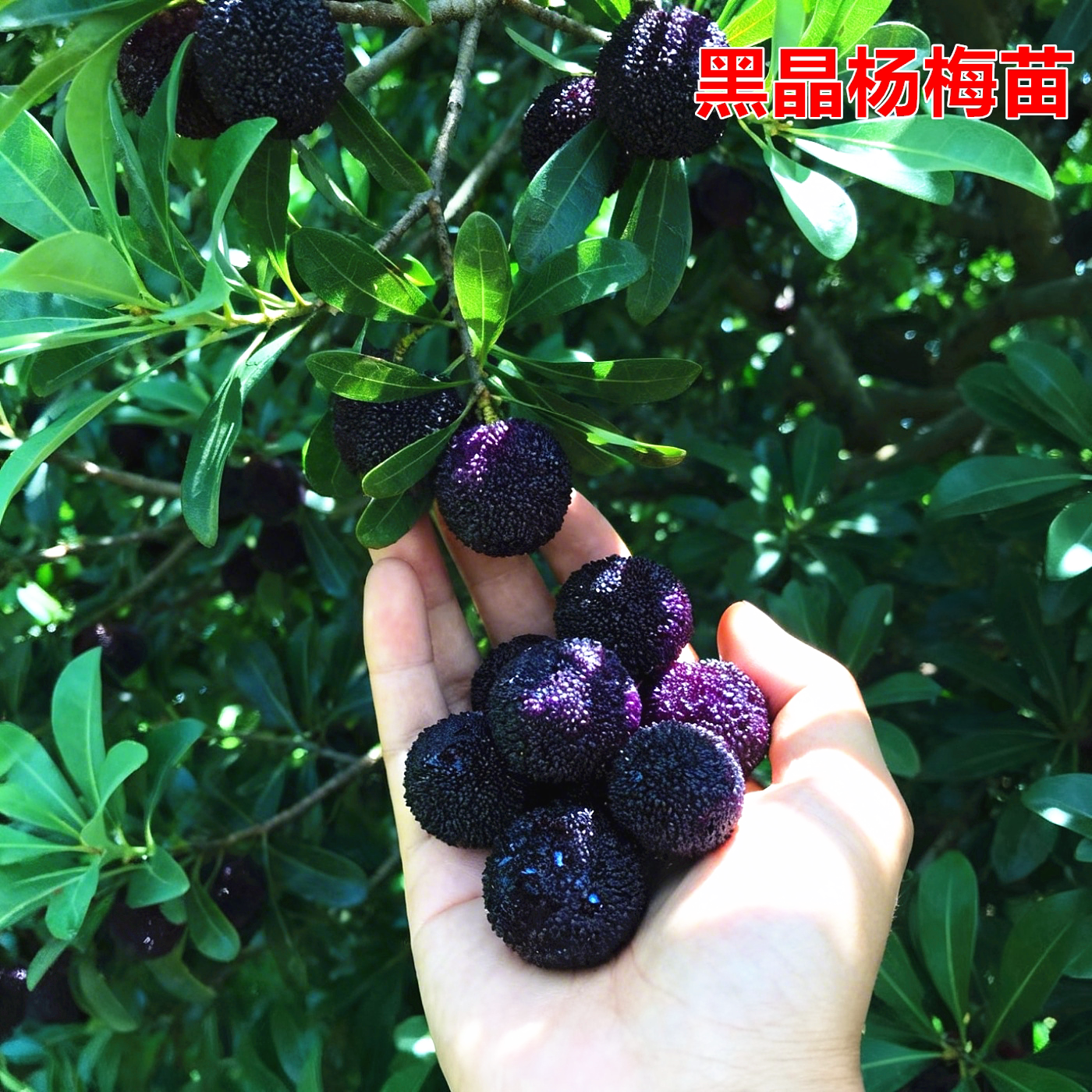 嫁接黑晶杨梅苗南方地栽果树