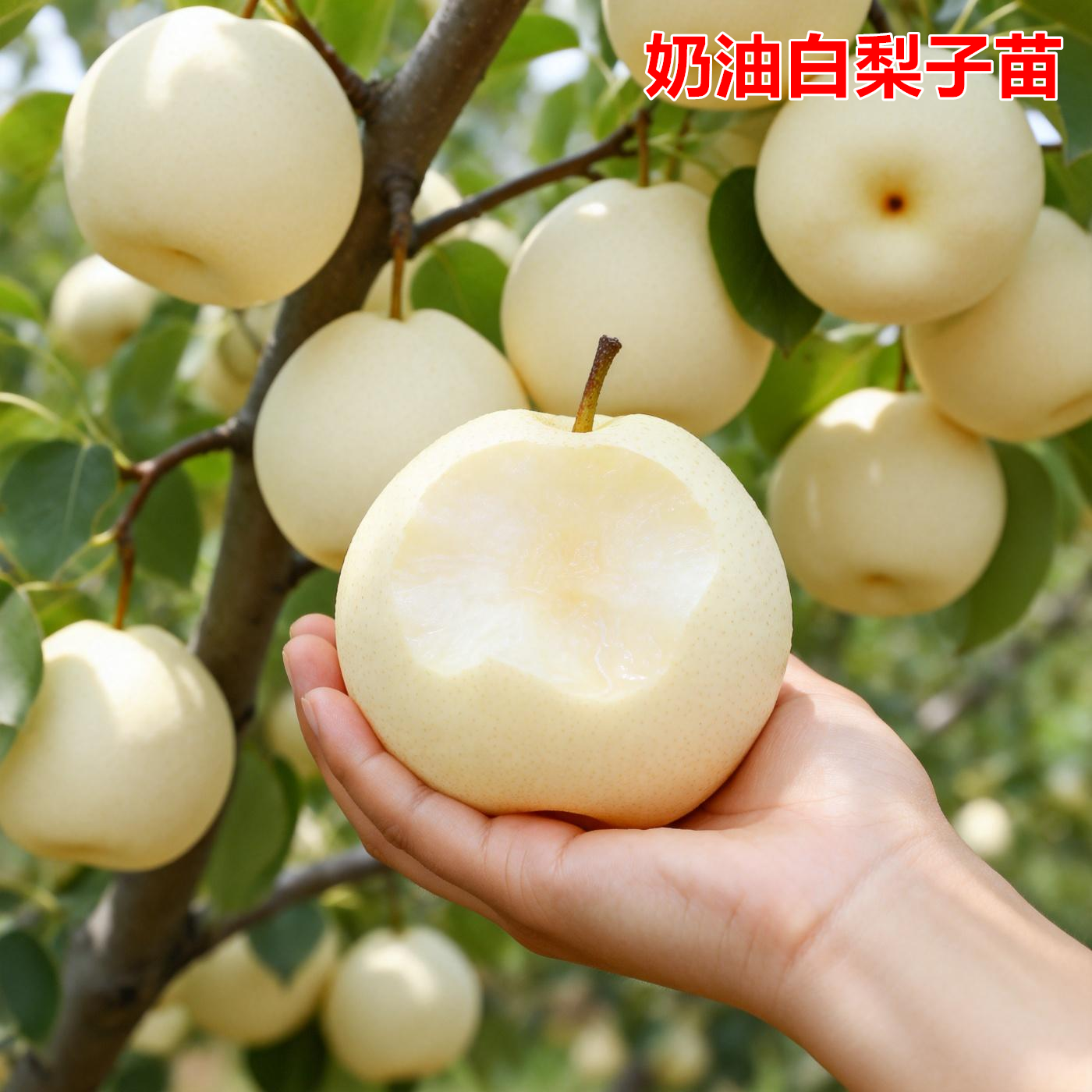 奶油白梨子树大白梨子树苗嫁接梨子树苗特大砀山梨白鸭梨南北方
