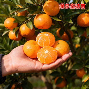早熟无核涌泉蜜橘苗正宗蜜桔苗柑橘早熟庭院盆栽地栽蜜桔橘子树苗