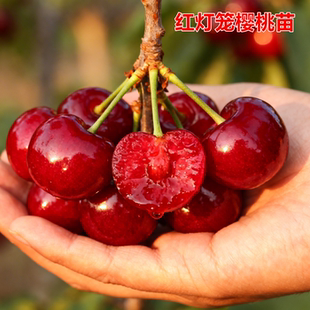 红灯樱桃树大樱桃苗南北方耐寒特大号车厘子树苗盆栽嫁接当年结果