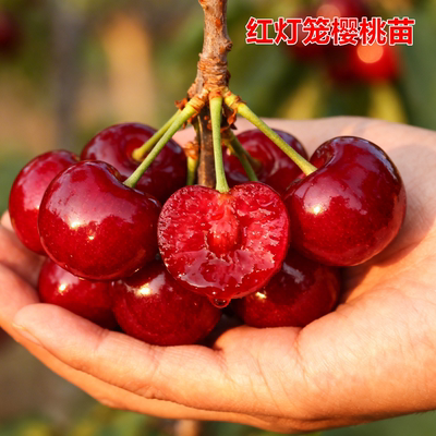 红灯大樱桃苗耐寒嫁接当年结果