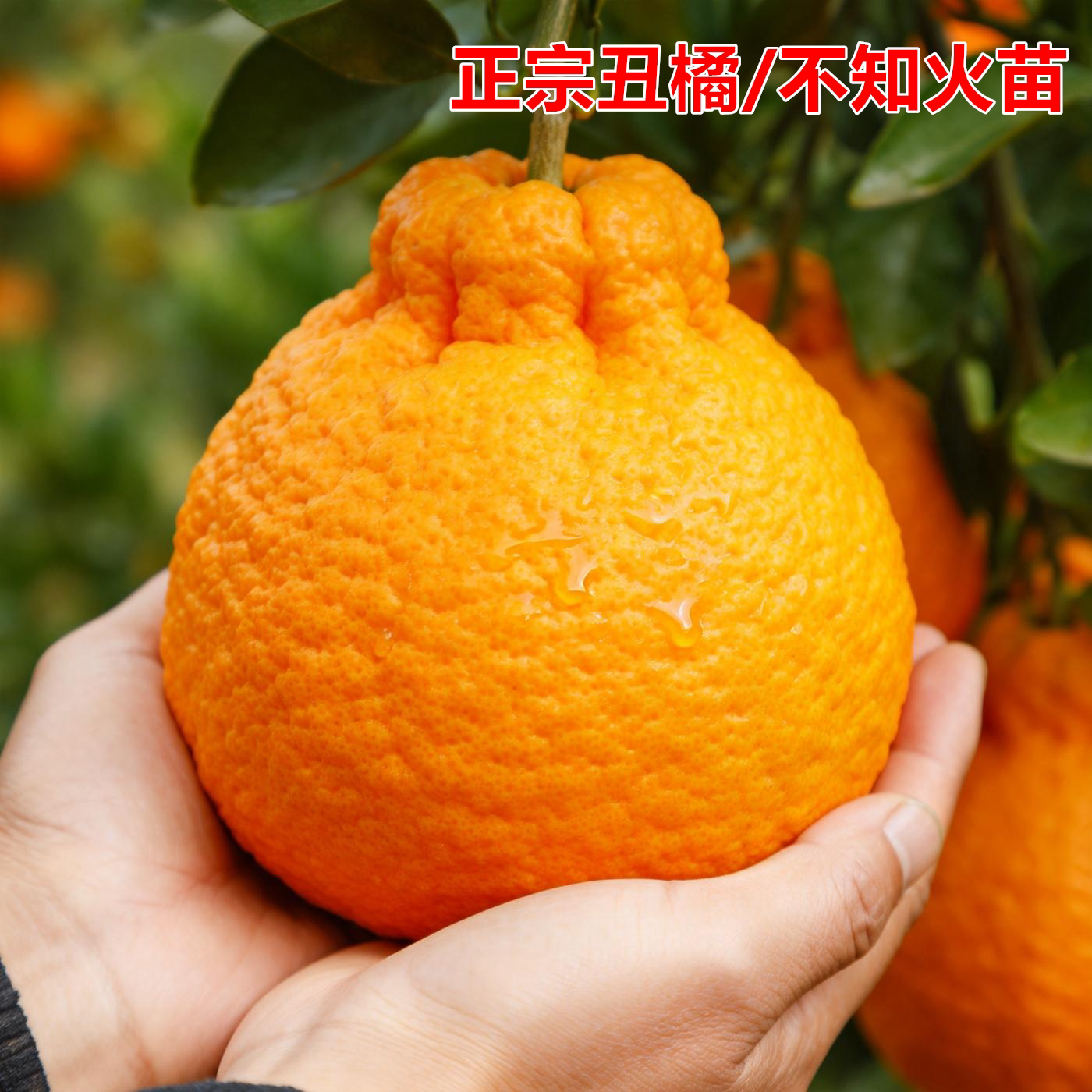 正宗嫁接不知火丑橘苗南北可种