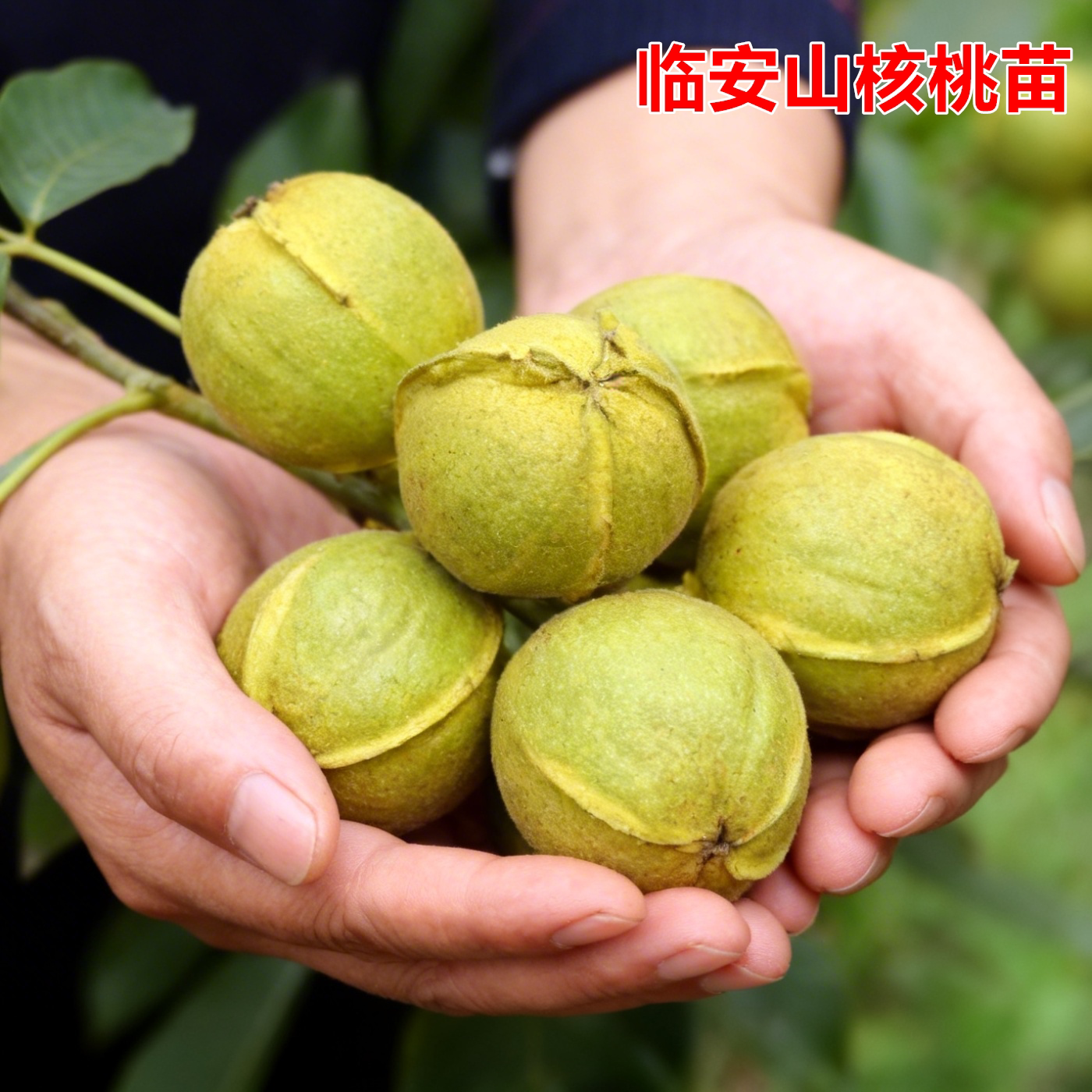 临安山核桃苗南北方种植耐寒特大号和核桃树果苗盆栽嫁接当年结果