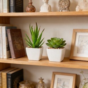 悦花时 迷你仿真多肉盆栽 桌面绿植摆件 客厅办公室工位装饰