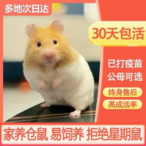 仓鼠活物金丝熊已打疫苗包活健康