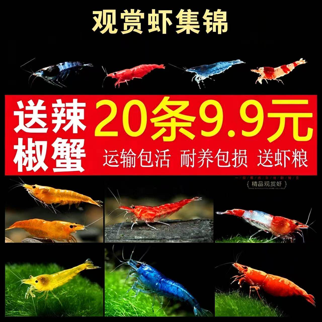 虾鲜活观赏虾淡水黑壳虾樱花虾极火虾蓝宝石小型除藻虾宠物冷水虾