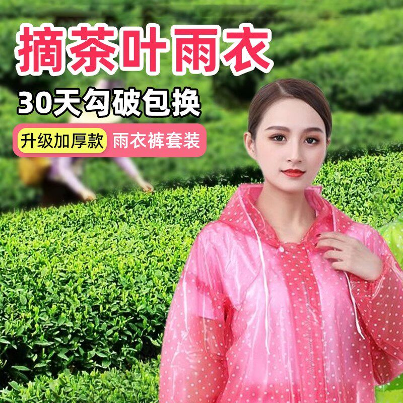 采茶专用雨衣雨裤套装女加厚摘茶叶穿的女士农民干活成人外穿分体