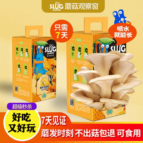 儿童趣味益智玩具蘑菇种植包