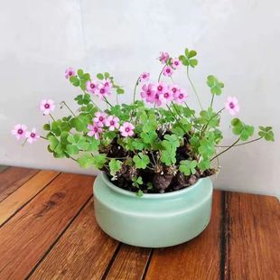 开花神器红花酢浆草,稀有老桩幸运草三叶草小微型盆景