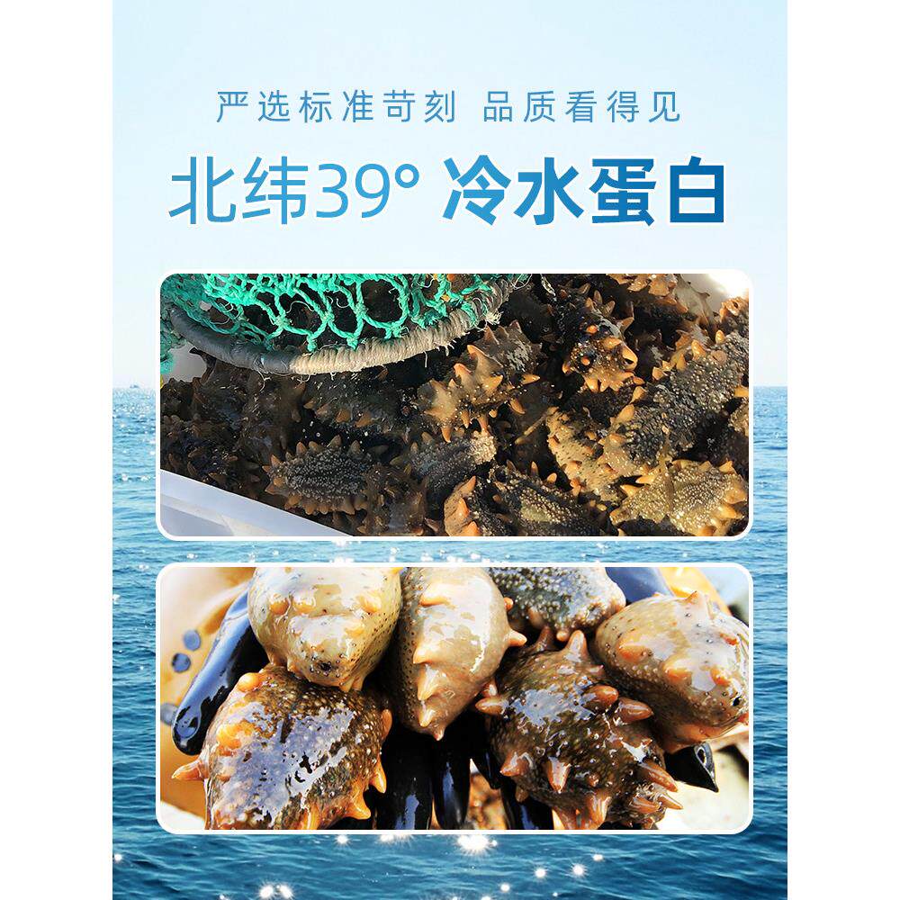 子参岛淡干海SNN大连海参送礼干海参100g非即食参海干货海刺参獐