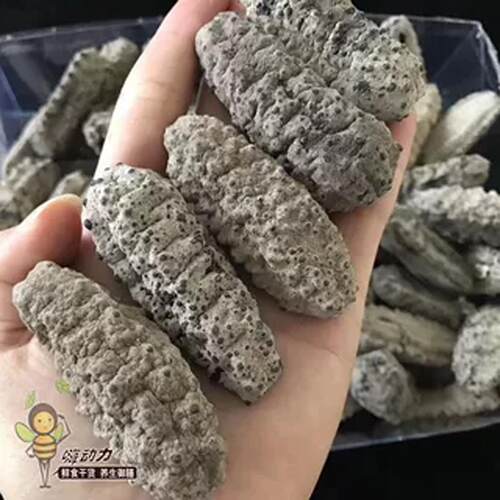 嗨动参墨西哥海干力货CJG国美进口野生肥仔参 南美淡干刺参足参10