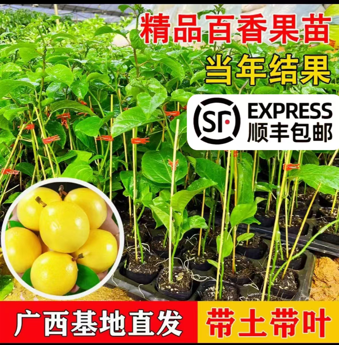黄金百香果苗钦蜜九号不活补发