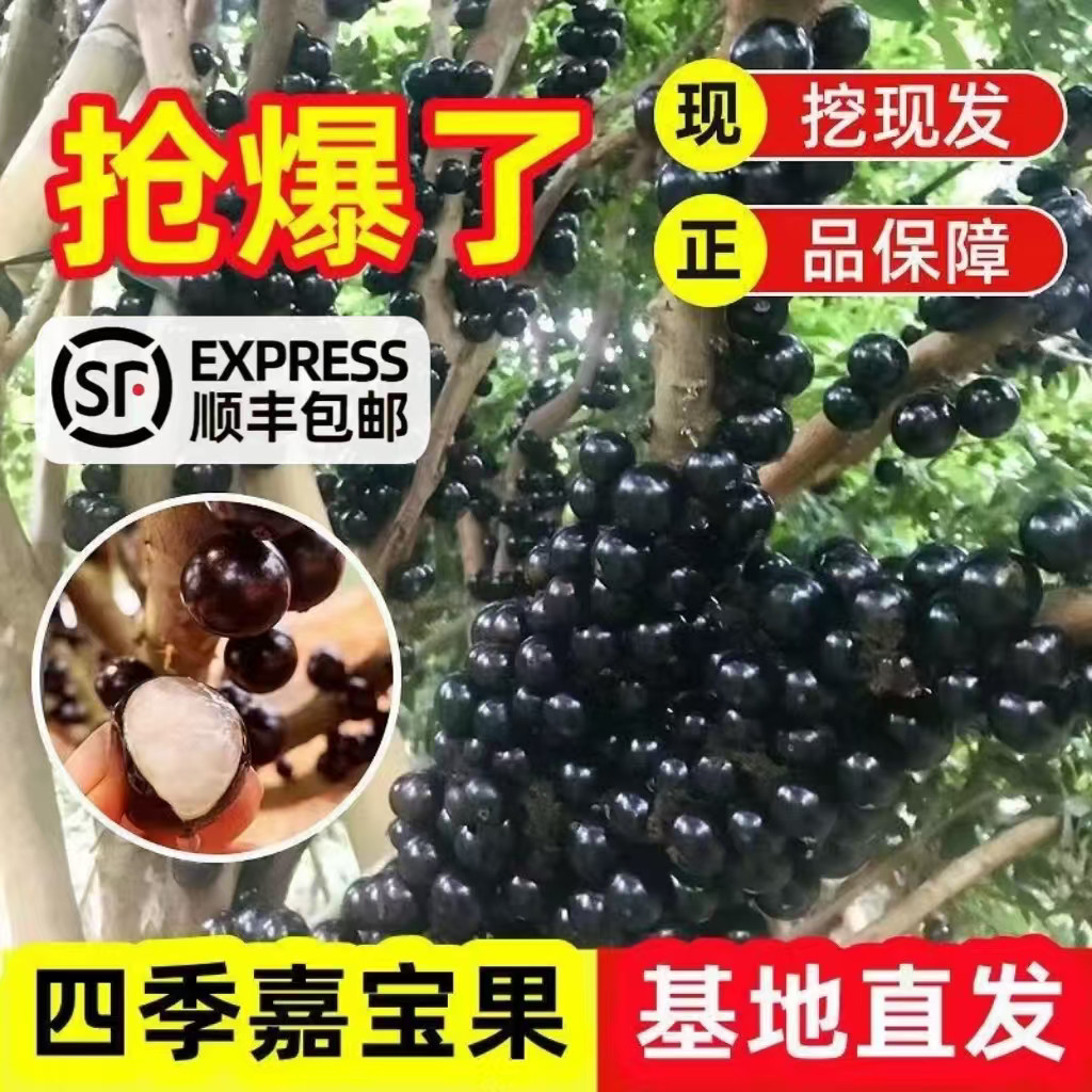 嘉宝果树苗树葡萄沙巴艾斯卡