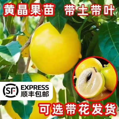 黄晶果树苗嫁接苗冬蜜首单直降