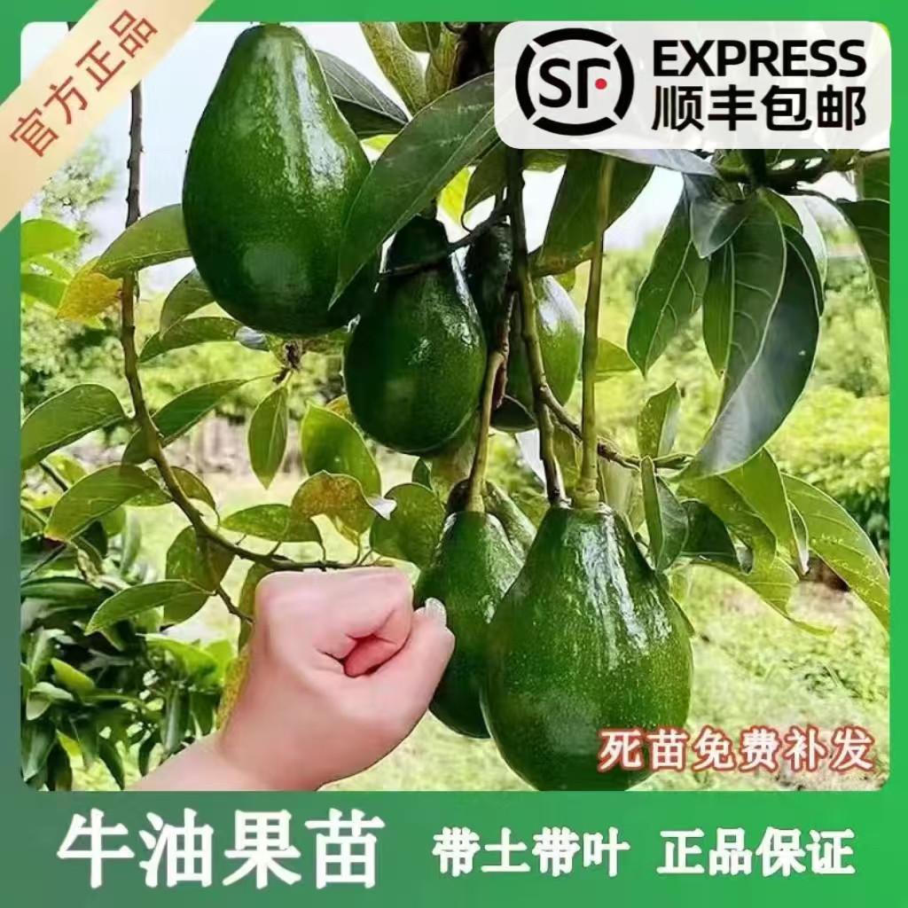 新品种哈斯牛油果培根