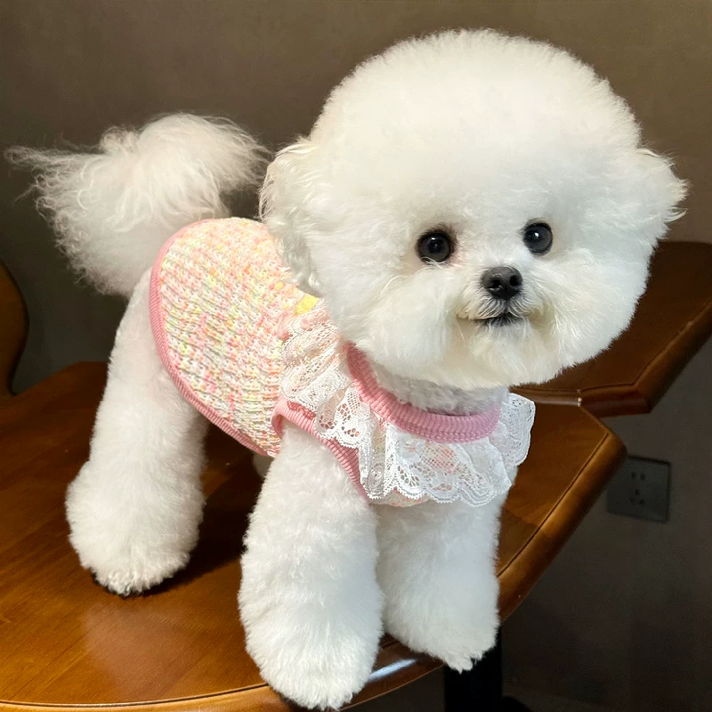 狗衣服带牵引扣宠物衣服春夏季防掉毛薄小狗猫咪衣服舒适亲肤