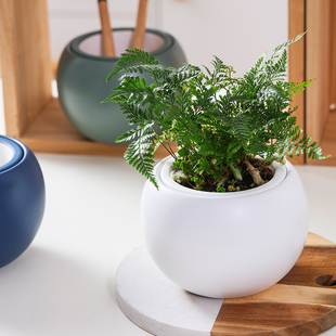 陶瓷花盆北欧新款简约多彩多肉盆栽绿植仙人掌室内直吸水懒人花盆