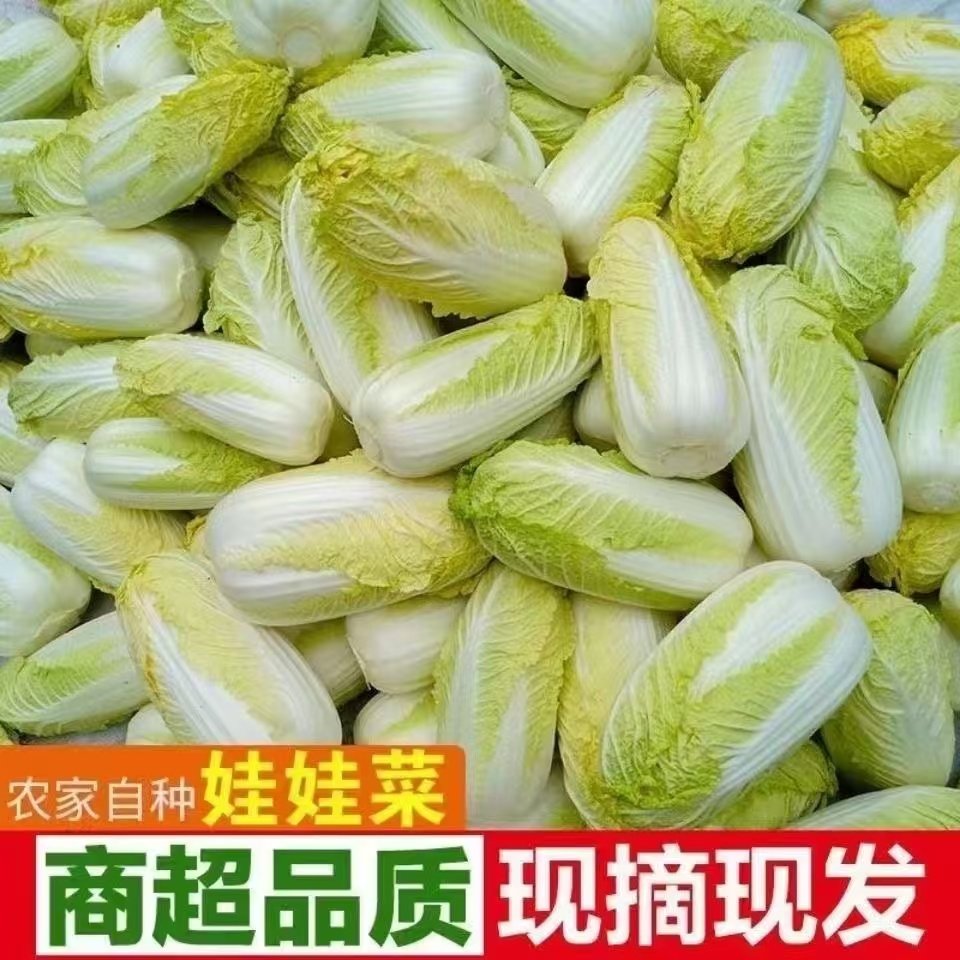 正宗农家新鲜奶油黄心娃娃菜5白菜青菜火锅食材当季时令蔬菜