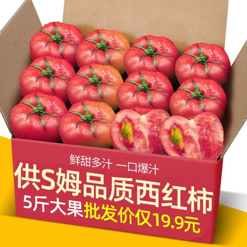 正宗供商超品质沙瓤西红柿