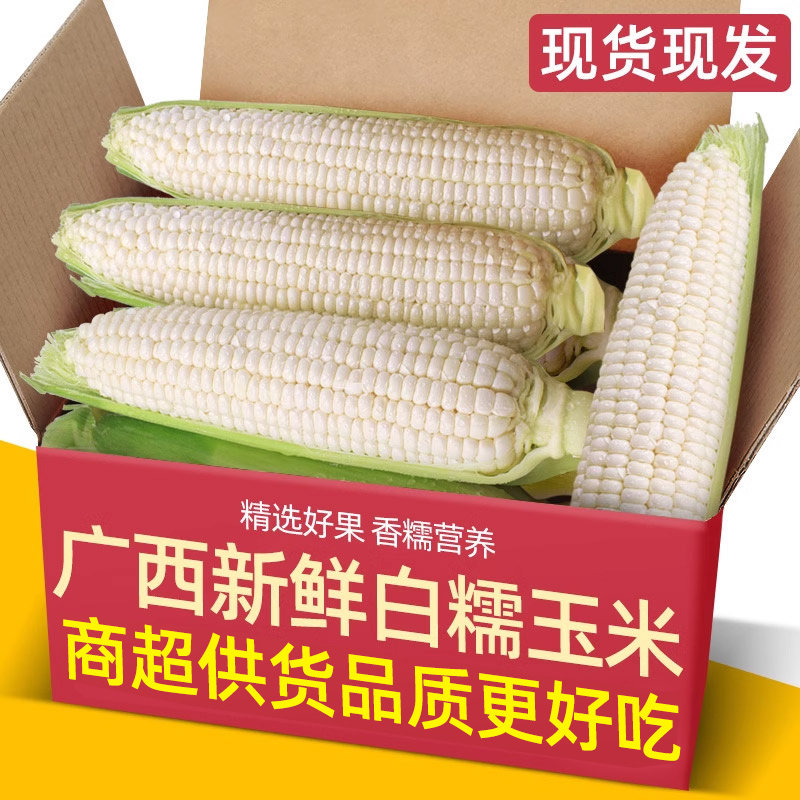 四川新鲜采摘白糯牛奶玉米5-9斤