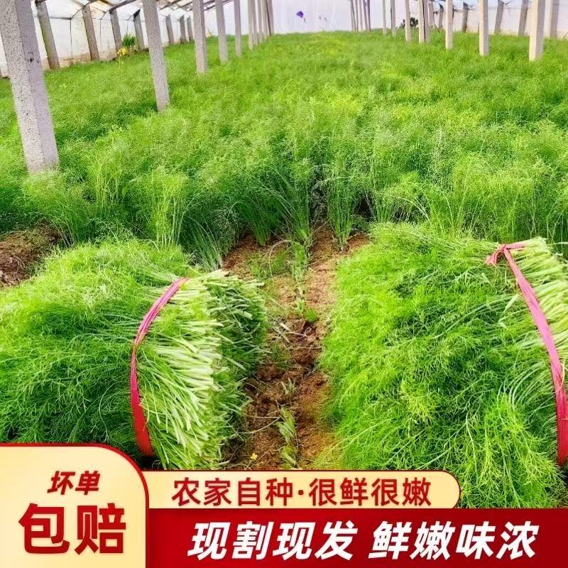 小茴香菜新鲜包邮荤香菜茴香苗大茴香菜新鲜蔬菜包饺子现割不带根