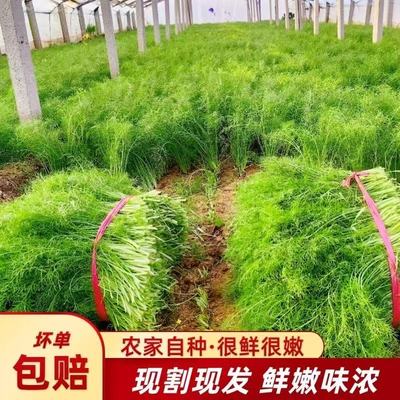 小茴香菜新鲜包邮荤香菜茴香苗大茴香菜新鲜蔬菜包饺子现割不带根