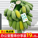 现砍整串禁止蕉绿水培香蕉拒绝焦虑办公室芭蕉桌面静止焦绿苹果