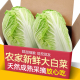 东北农家翡翠大白菜5斤新鲜蔬菜大白菜火锅蔬菜农家自种胶东 包邮