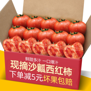 现摘露天沙瓤西红柿9斤新鲜自然熟生吃老品种水果普罗旺斯大番茄5