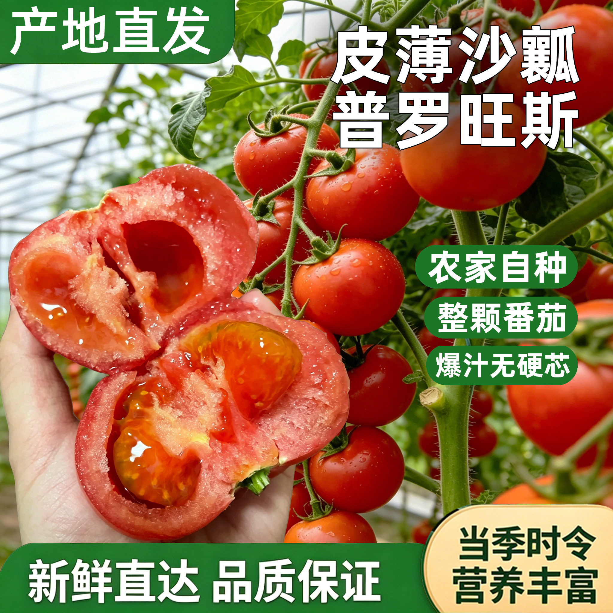 陕西泾阳普罗旺斯孕妇水果当季沙瓤西红柿自然熟新鲜生吃番茄蔬菜