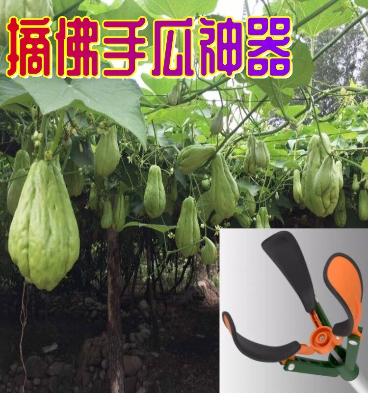 摘佛手瓜神器摘过高树摘果摘木瓜神器伸缩杆果实采摘器摘橙子桔子