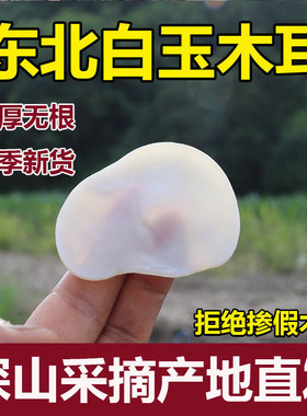 东北白玉木耳特级野生白木耳小碗儿干货肉厚兔耳菌无根长白山特产