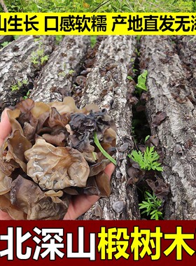 椴木耳东北特产无添加干货大朵秋木耳软糯肉厚长白山半野生黑木耳