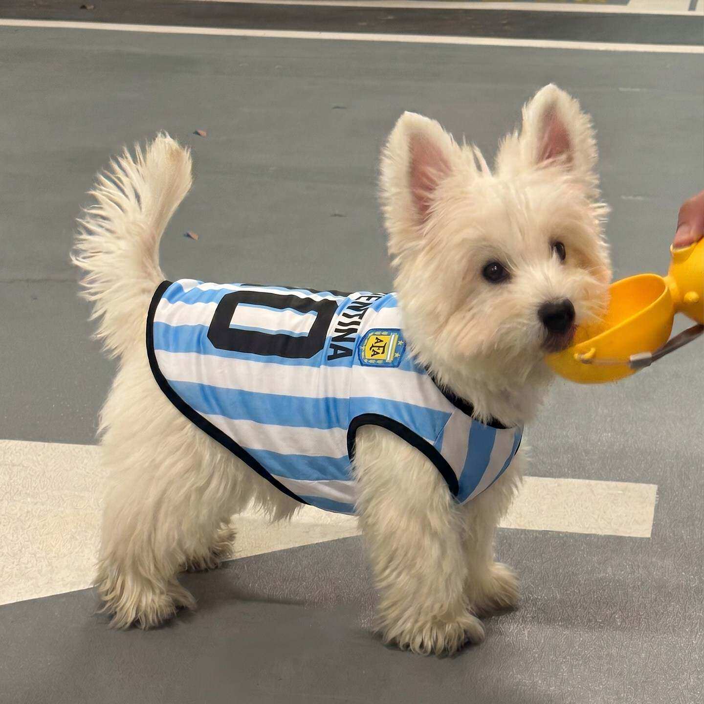 狗狗衣服夏日薄款小中大型犬世界杯球衣猫咪篮足球服宠物背心T恤
