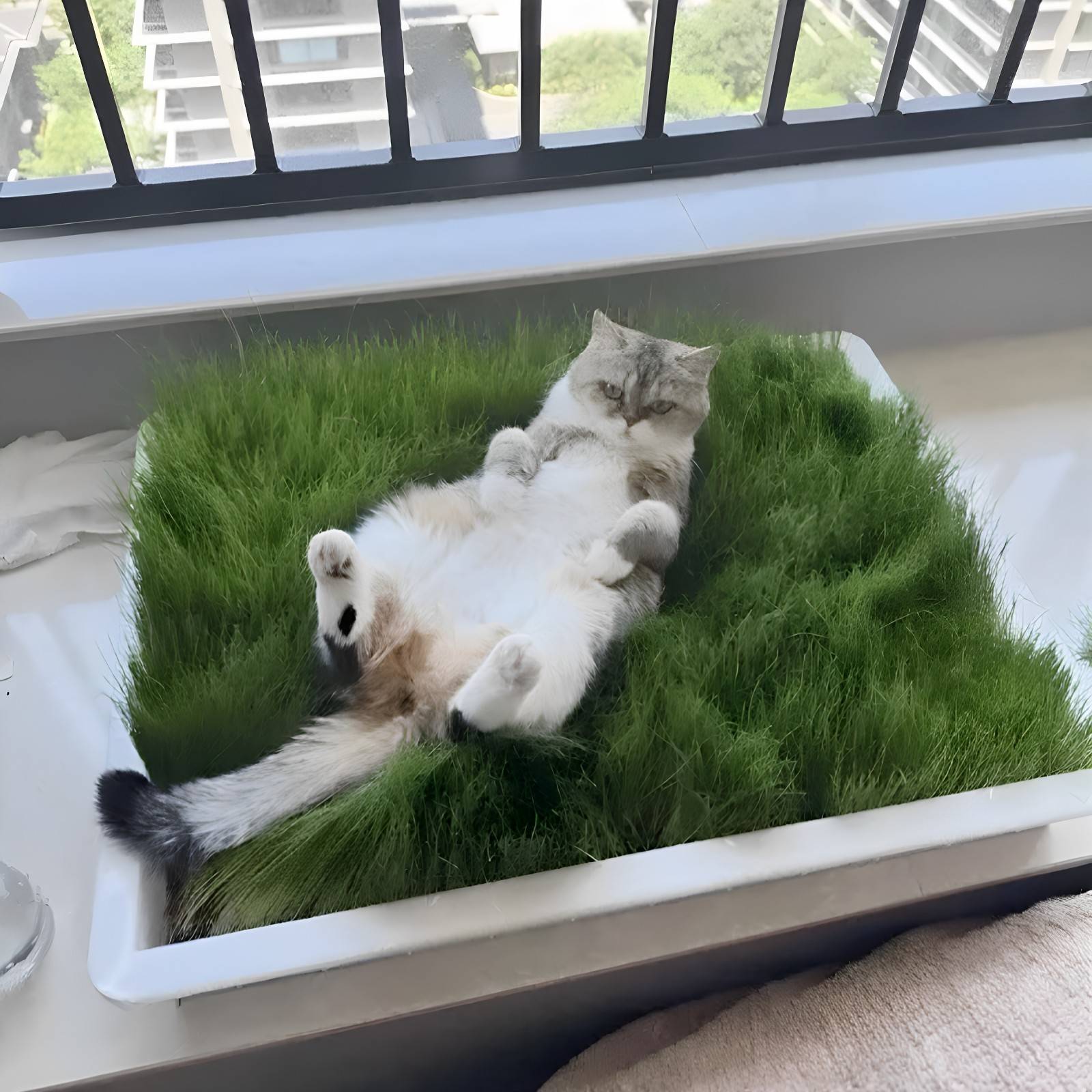 【猫咪的专属草坪】自制猫草盆栽diy室内草坪化猫毛夏季透气猫窝