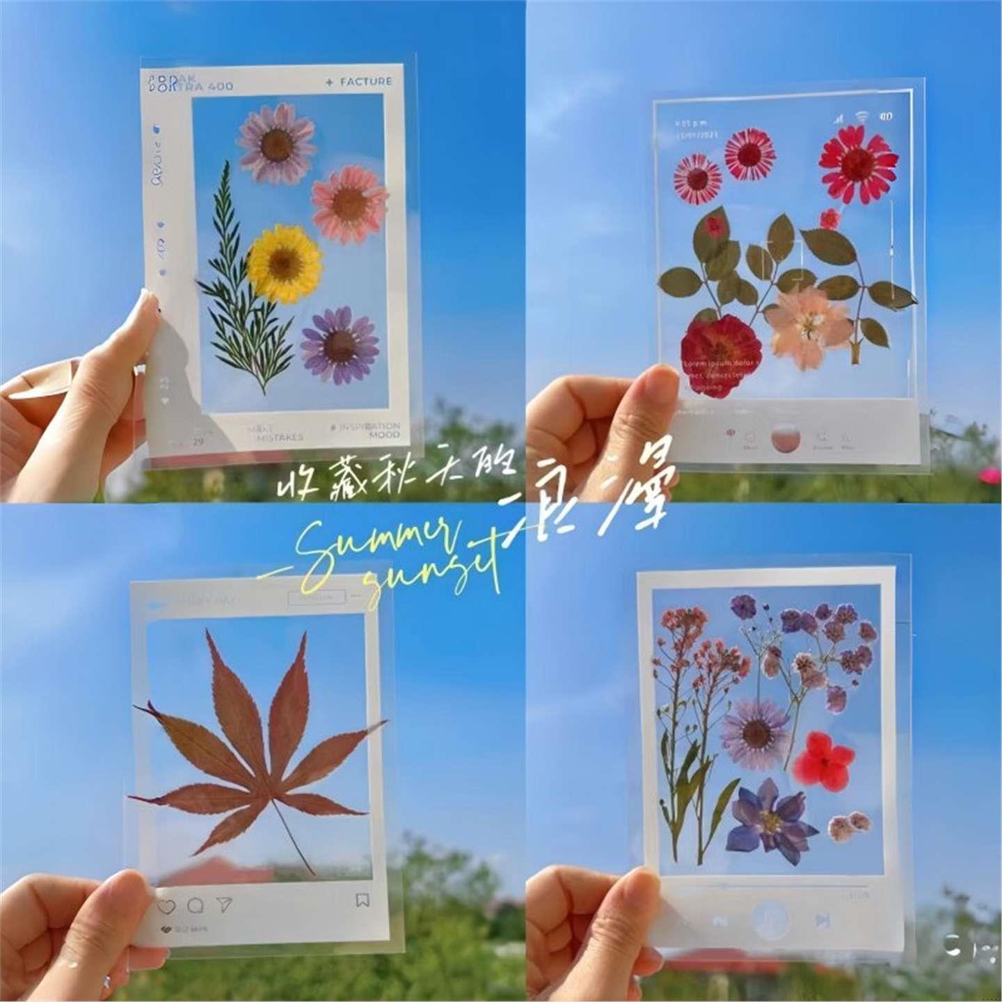 干花书签植物标本塑封膜秋天收集枫叶手工diy材料透明树叶粘贴画