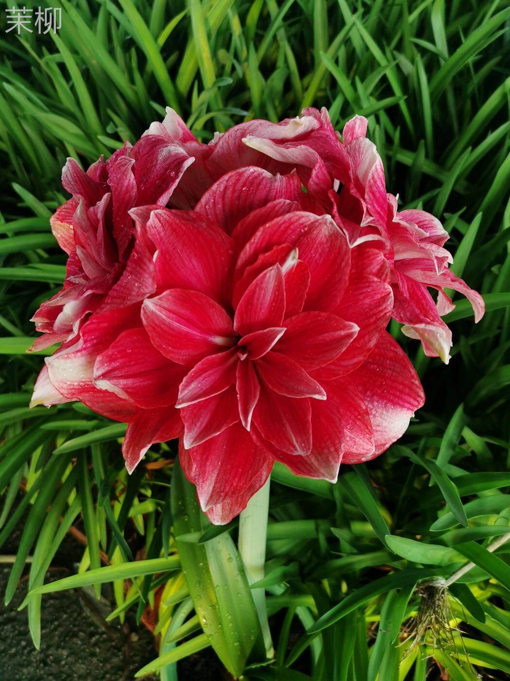 双梦朱顶红种球 重瓣双瓣复瓣球根花卉 多年生盆栽 好养活