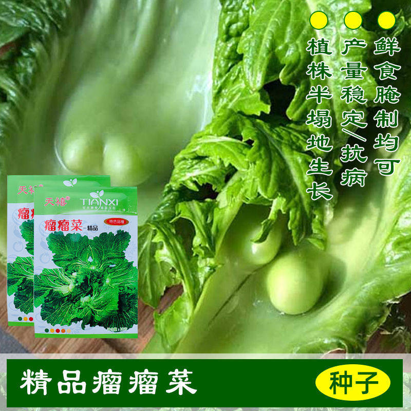 瘤瘤菜种子农家弥陀芥菜瘤芥菜脆嫩鲜食腌制庭院田园易种蔬菜种籽