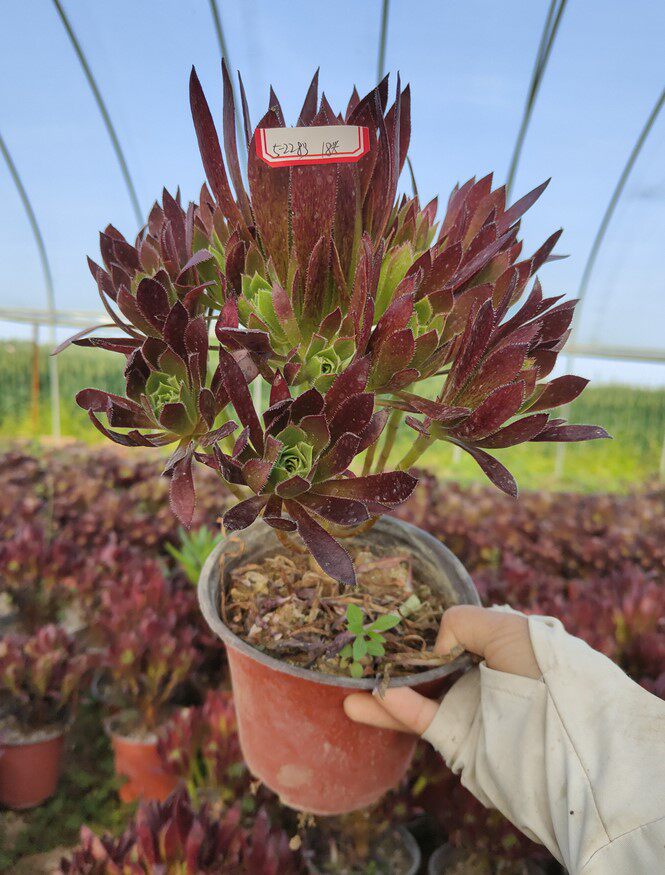 小轩家 法师类火凤凰老桩也叫红酒法师多肉植物 大棚直销保证品种