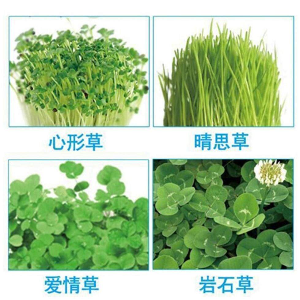 心形草草负离子盆栽心形草种情子幸运草爱情草相思彩叶种籽可水培