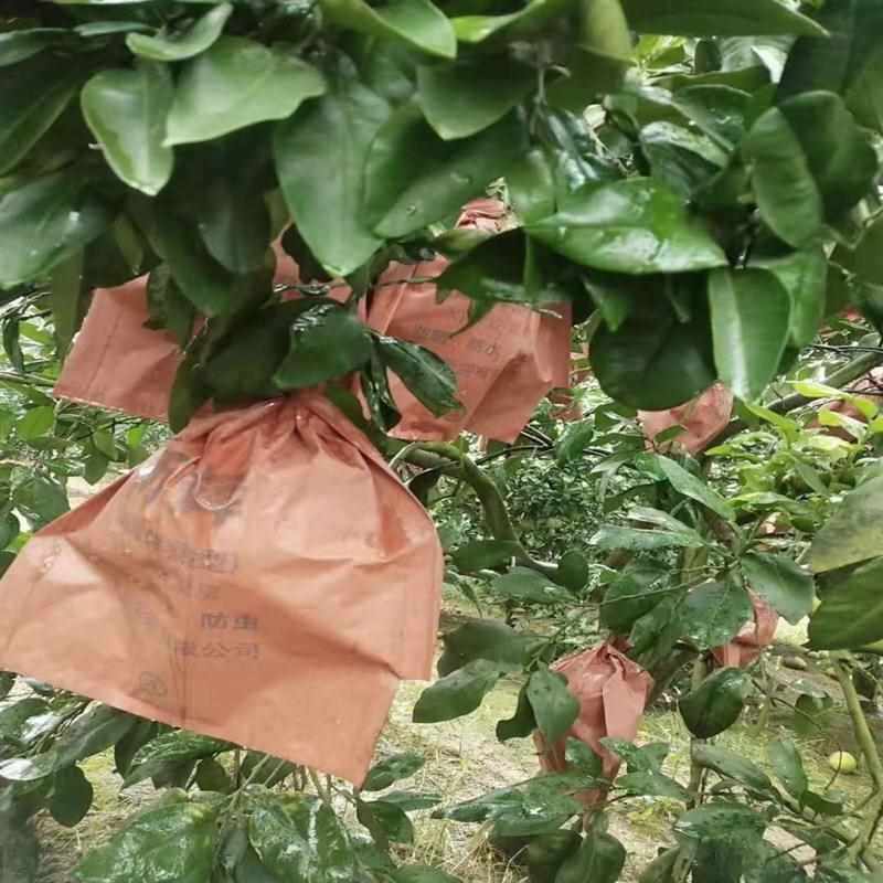 ◇柚子套袋袋蜜柚金柚防虫鸟防水双层沙田柚水果果袋果树纸袋
