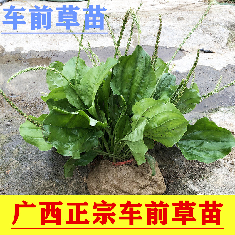 车前草车前草苗中草药绿植盆栽