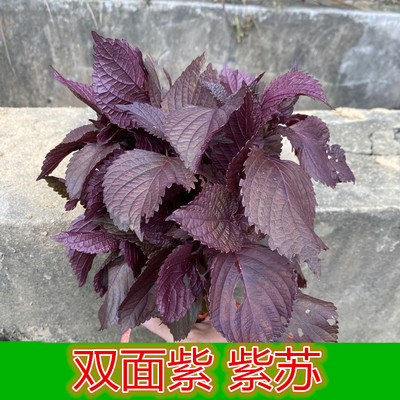 广西食用两面红紫苏苗全紫美观