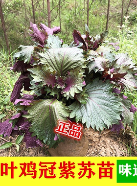 纯正鸡冠紫苏2026时令广西玉林本地正宗紫苏苗绿植 可食用 可驱蚊