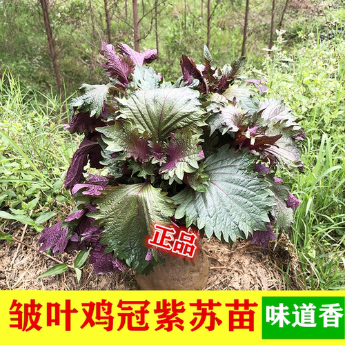 紫苏紫苏苗大叶食用双色紫色